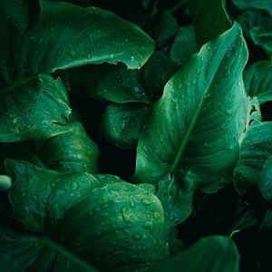 Green plant leaves textured in summer