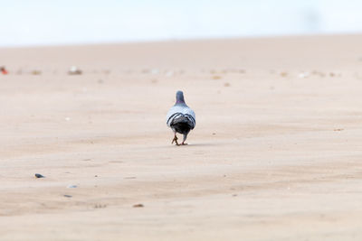 Close-up of pigeon on wet sand