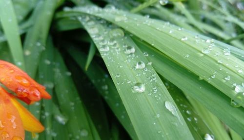 Close-up of raindrops on leaf