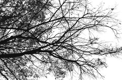 Low angle view of bare trees against sky