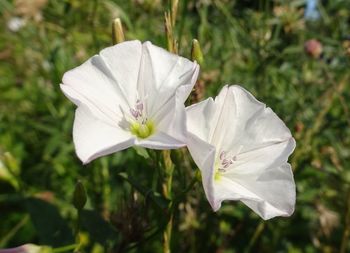 Close-up of white flowering plant