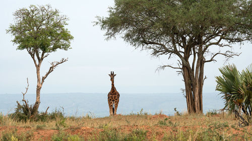 Baringo giraffe, giraffa camelopardalis, murchison falls national park, uganda