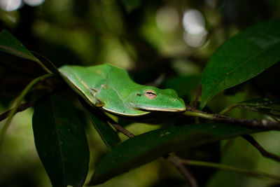 Close-up of a lizard on leaf