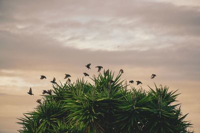 Low angle view of bird flying against sky