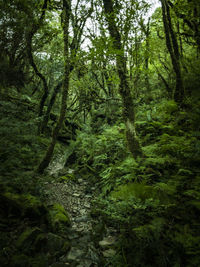 Scenic view of forest