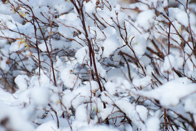 Close-up of snow covered tree