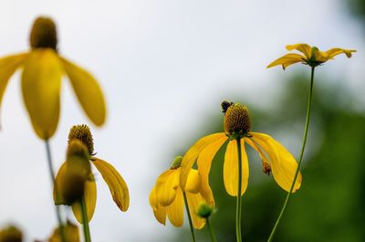 Close-up of yellow flowers