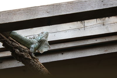 Low angle view of lizard perching on wood