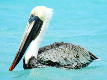 Close-up of pelican by water