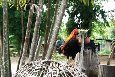 Close-up of rooster