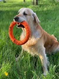 Close-up of dog looking away on field