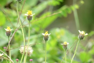 Close-up of insect on flower