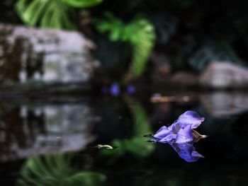 Close-up of purple flowers