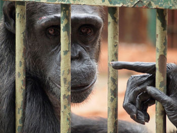 Portrait of monkey in cage