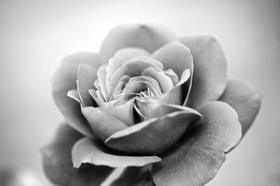 Close-up of beautiful rose blooming outdoors