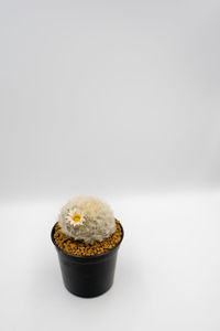 Close-up of potted plant against white background