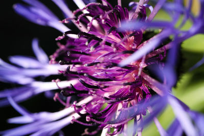 Close-up of purple flowering plant