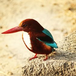 Close-up of bird perching outdoors