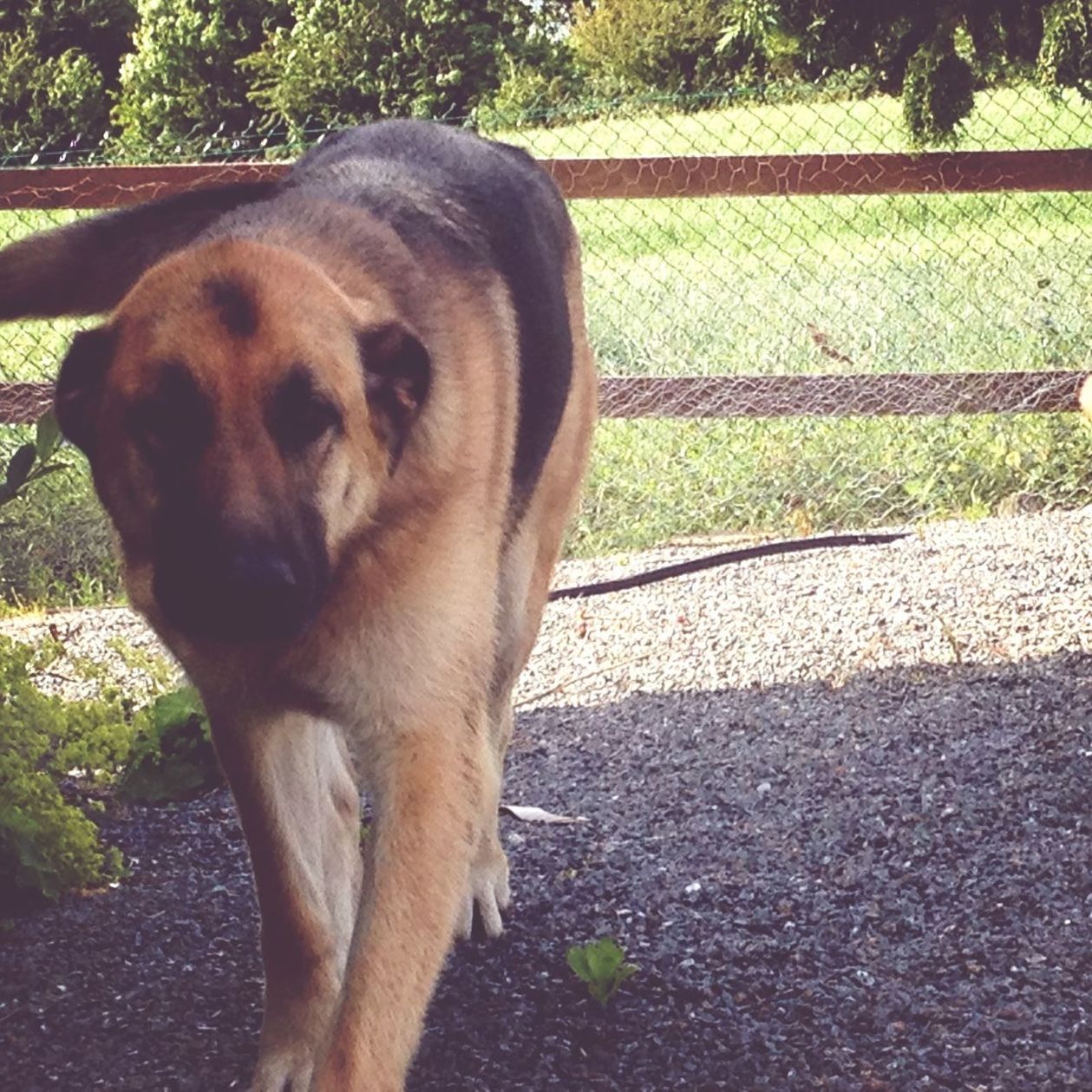 dog, domestic animals, mammal, pets, one animal, animal themes, sunlight, animal head, pet collar, street, day, relaxation, outdoors, canine, field, shadow, no people, grass, standing, road