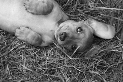 High angle view of dog lying on grass