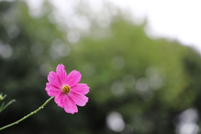 Close-up of pink flowering plant