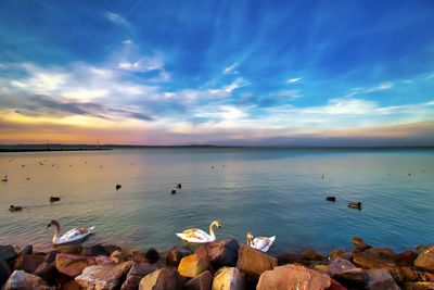 Scenic view of lake with swans against sky during sunset