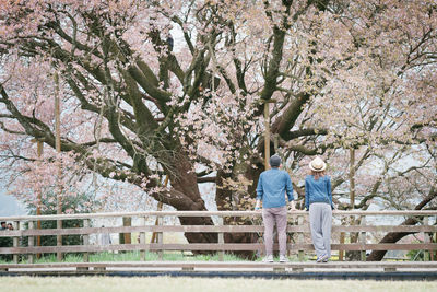 Rear view of man and woman standing by cherry blossom tree
