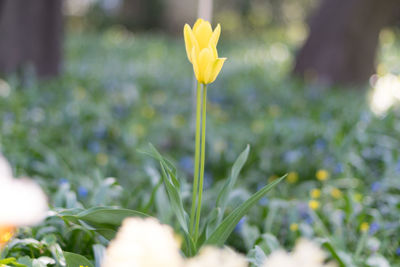 Close-up of flower blooming in field