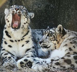 Close-up of tiger yawning