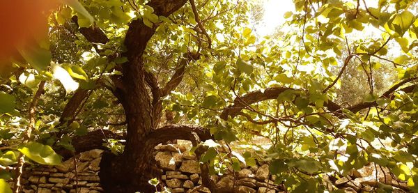 Low angle view of tree