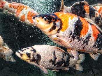  a view of freshwater fish swimming. 