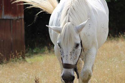 View of a horse on field