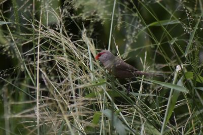 Close-up of bird perching on grass