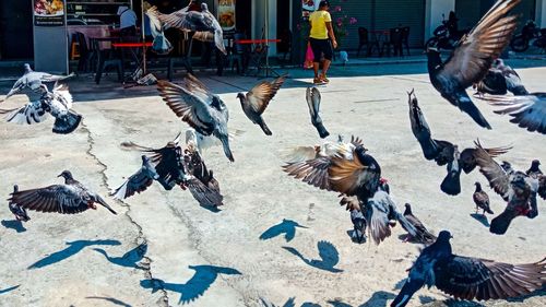 Pigeons on a street