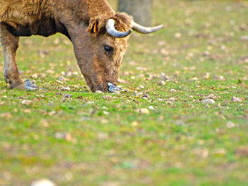 Cow on field