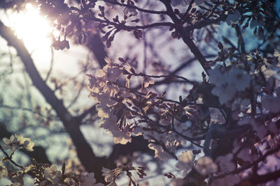 Close-up of cherry blossom on tree