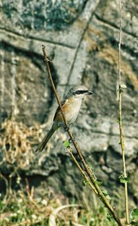 Close-up of bird perching on twig