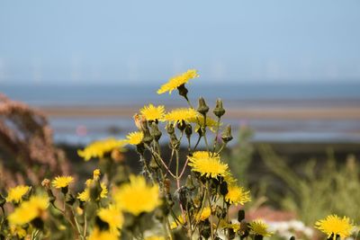 Close-up of yellow flowering plant on field against sky