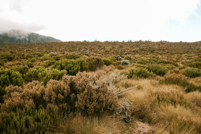 Hikers in the high altitude moorland against a foggy mountain at mount kenya