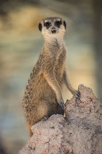 meerkat