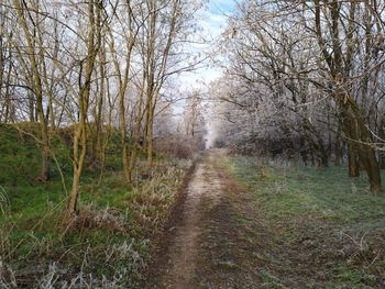 Dirt road amidst trees in forest