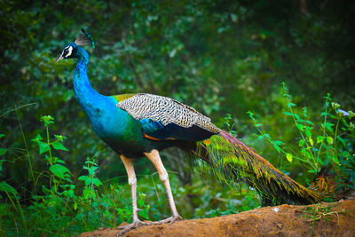 Side view of a peacock on field