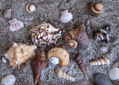 Full frame shot of seashells