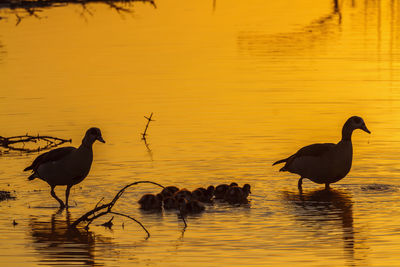 Ducks on a lake