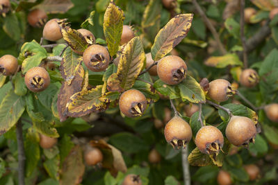 Close-up of fruits growing on plant