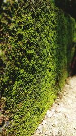 Close-up of moss growing on tree