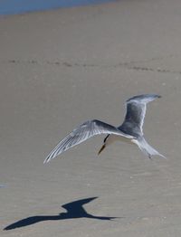 Close-up of seagull flying