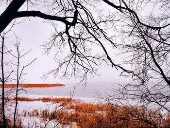 Bare tree by lake against sky during winter