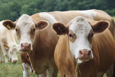 Cows standing on field