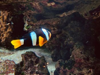 Fish swimming in sea